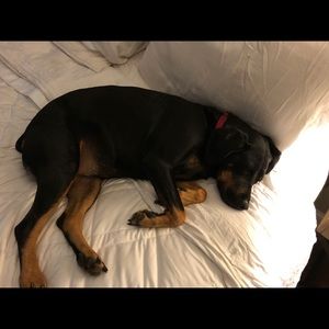 Meet your Posher, Samuel